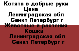 Котята в добрые руки › Цена ­ 50 - Ленинградская обл., Санкт-Петербург г. Животные и растения » Кошки   . Ленинградская обл.,Санкт-Петербург г.